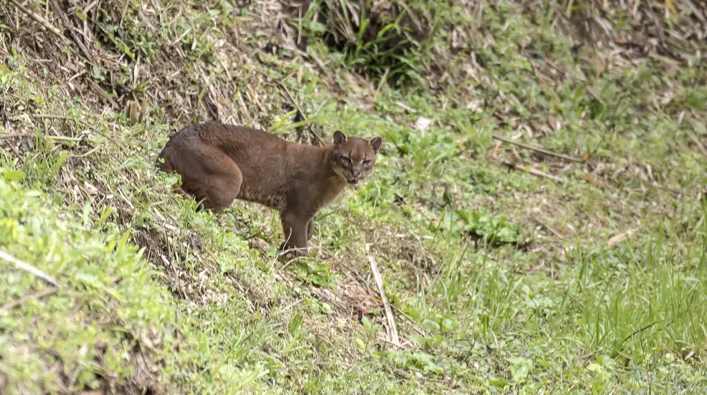 Cat Trekking Kibale National Park