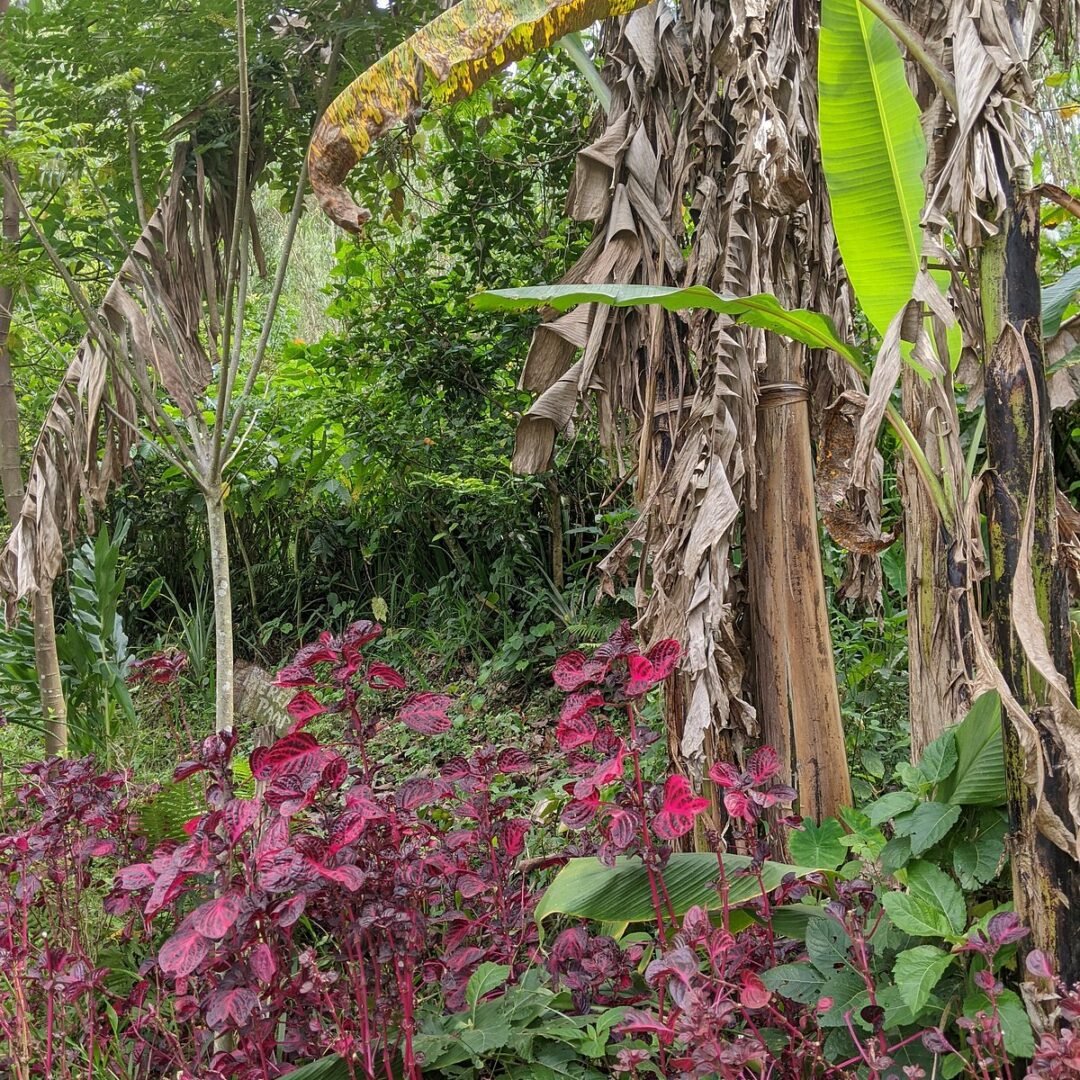 Dave the Cave Eco Lodge is situated in a scenic part of Queen