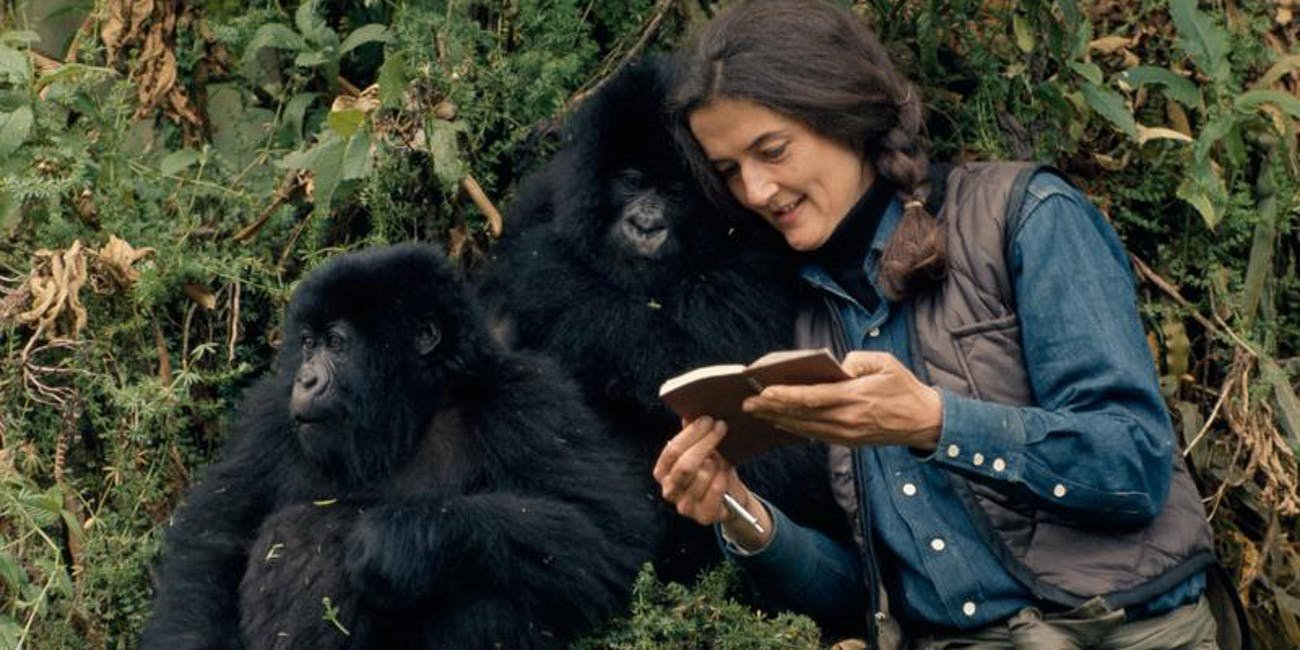 Dian Fossey was an American primatologist and conservationist best known for her pioneering research on mountain gorillas in Rwanda’s Virunga Mountains. She established the Karisoke Research Center in 1967 between Mount Karisimbi and Mount Bisoke, dedicating her life to studying gorilla behavior and protecting gorillas from poaching.