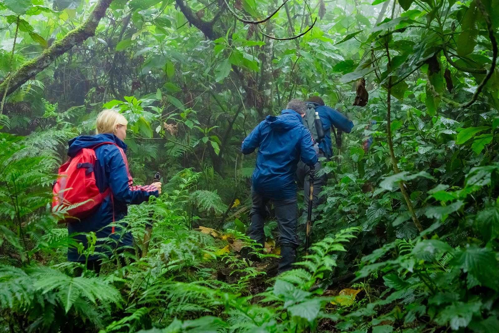 The overall difficulty of Dian Fossey hikes depends on factors such as trail conditions, rainfall, hiking pace, and individual fitness levels. On average, the hike takes approximately four to six hours roundtrip, including time spent exploring the former Karisoke Research Center area and visiting the grave site of Dian Fossey. Some sections of the trail can be steep, especially during rainy seasons when the forest ground becomes wetter and more slippery. However, experienced park guides carefully manage the pace of the hike and provide support throughout the journey.