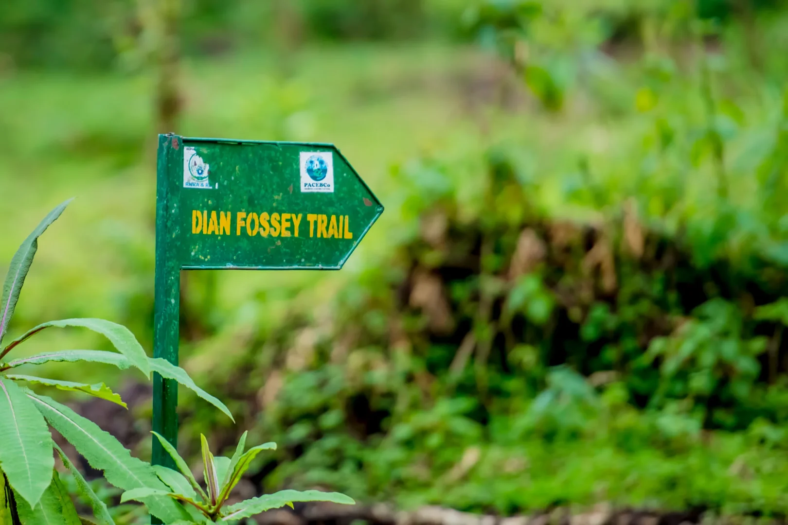 Dian Fossey Hikes Trail