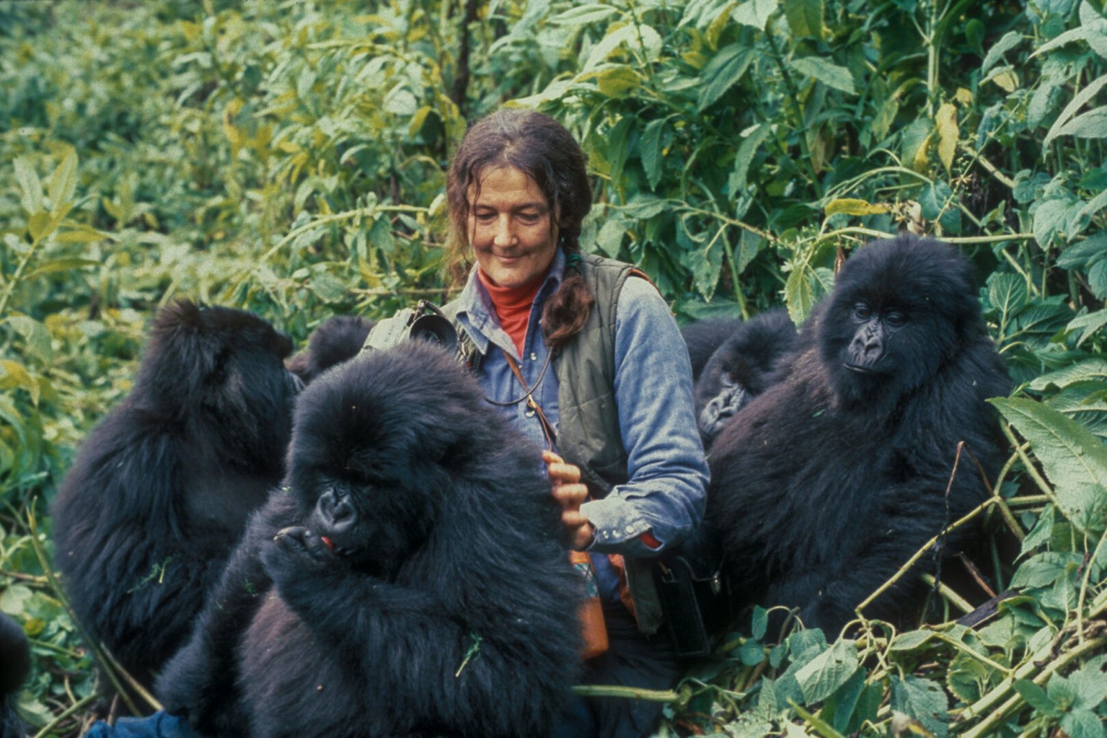 Dian Fossey Portrait