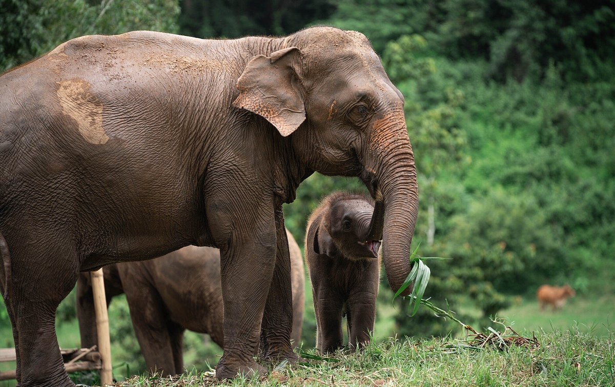 Elephant Home Elephant