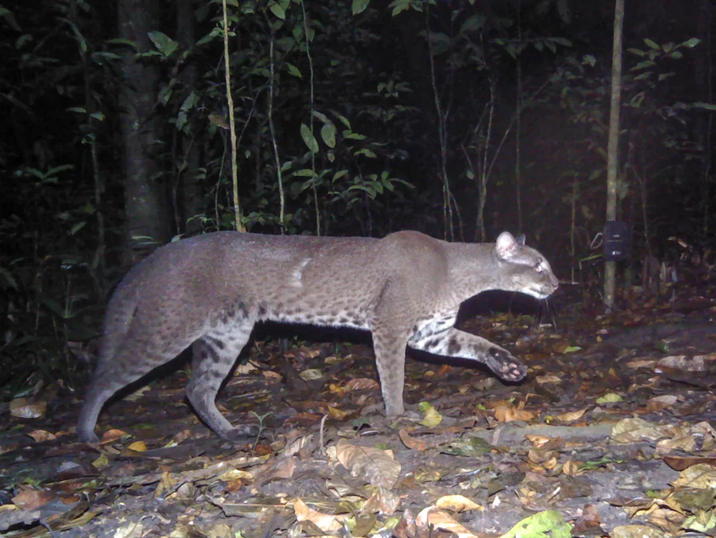 Booking Your Golden Cat Trekking Tour in Kibale National Park
