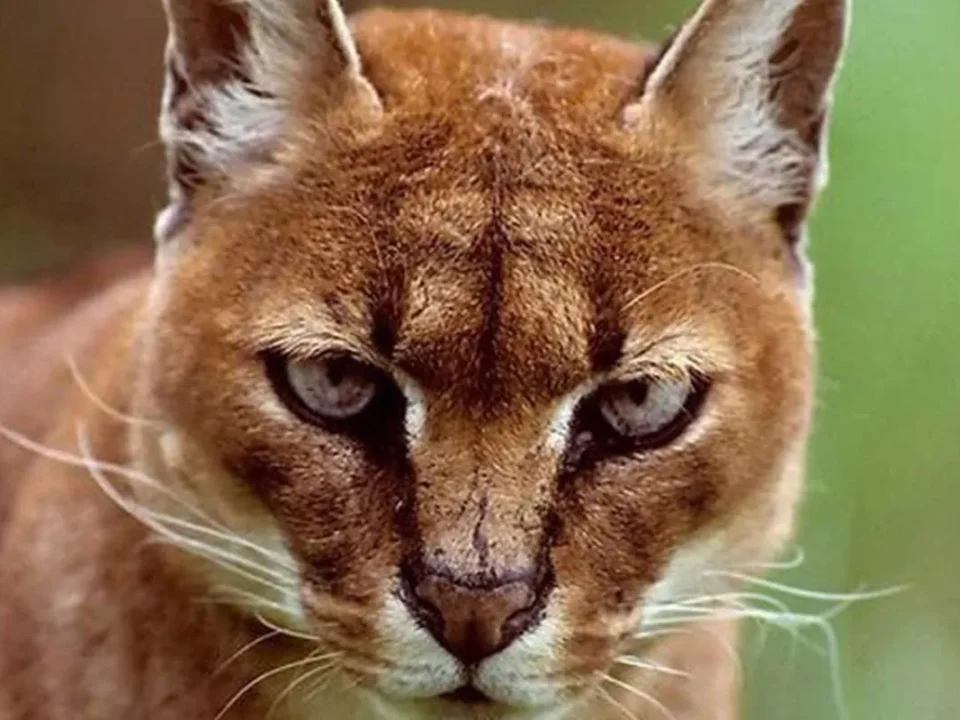 Golden Cat Trekking Kibale National Park