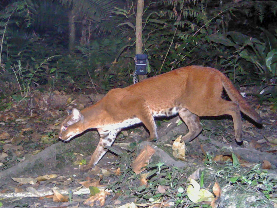 How the Permits Contribute to Conservation
