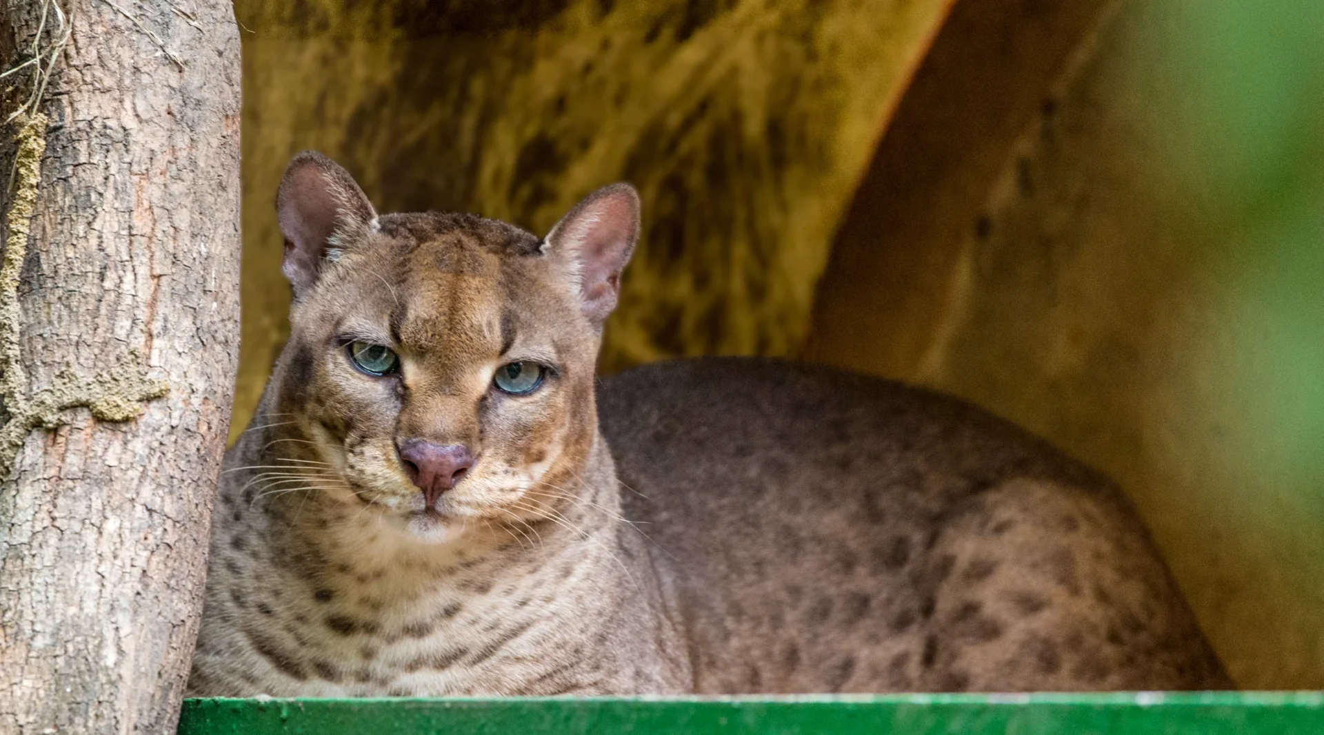 Golden Cat Trekking Kibale National Park Experience