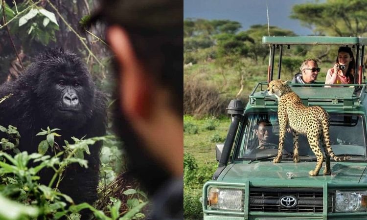 Gorillas and Masai Mara Safari Flying