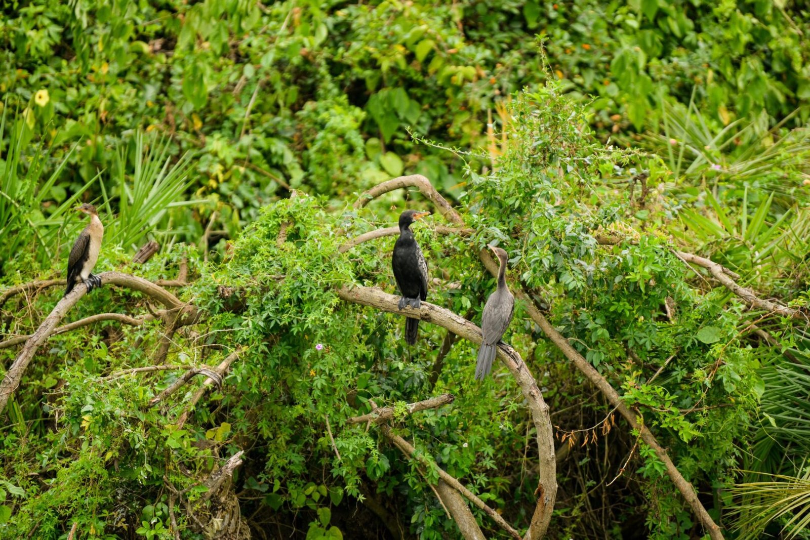Irungu Forest Safari Lodge Bird Watching