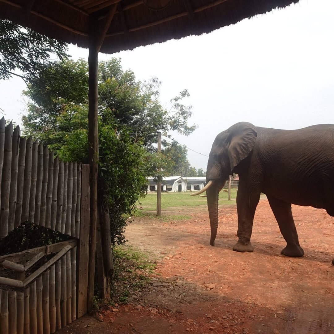 Irungu Forest Safari Lodge Elephant