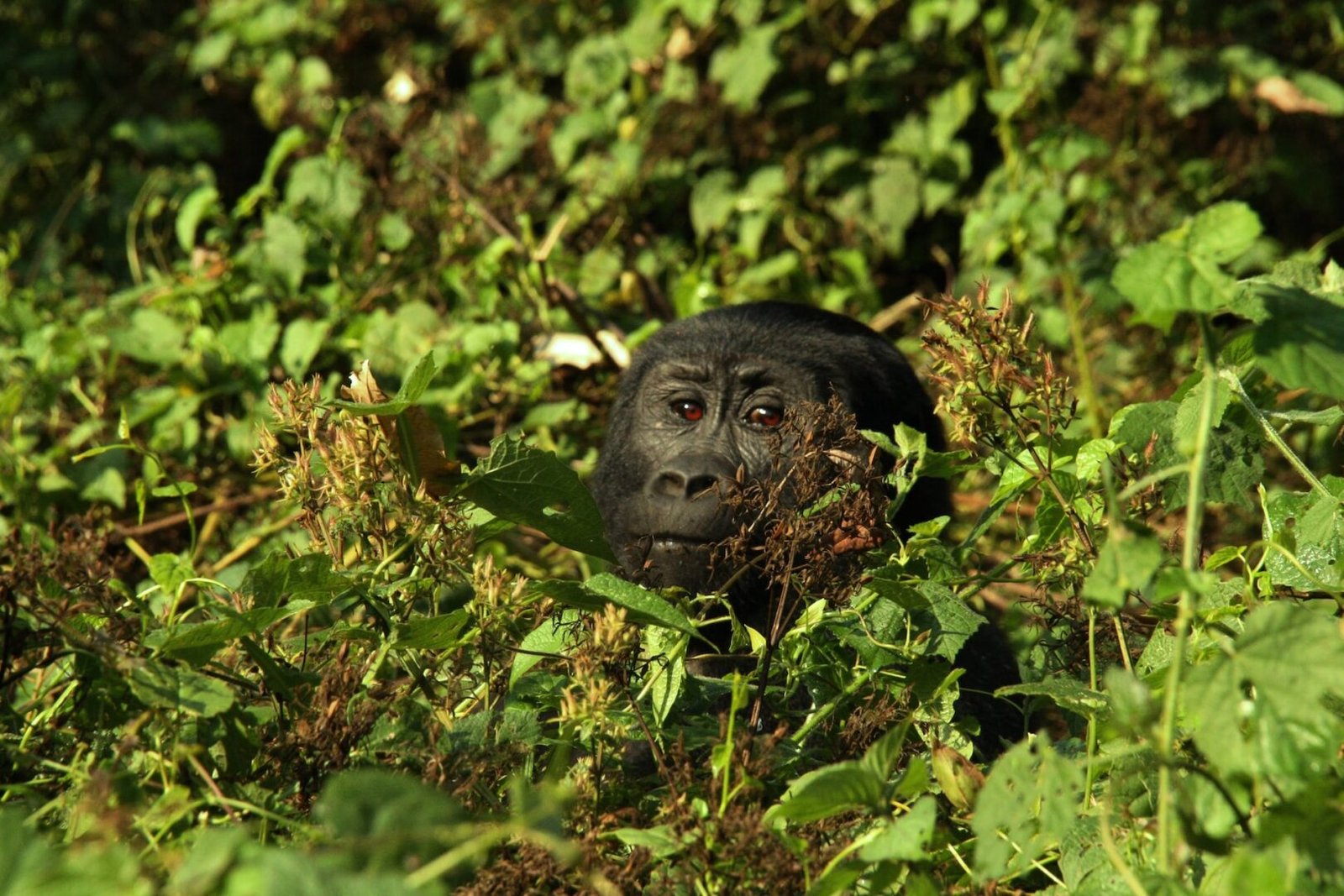 Irungu Forest Safari Lodge Trekking