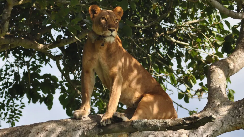 Lion at Ishasha Jungle Lodge