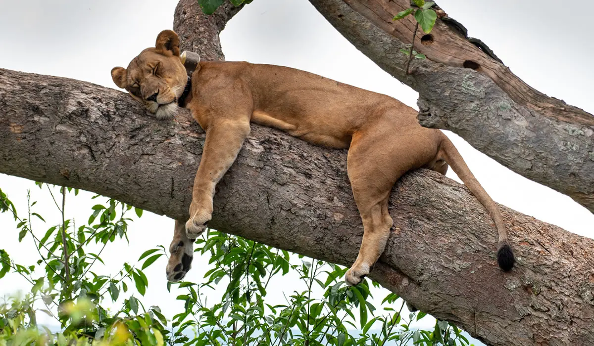 FAQs – Uganda Budget Safaris