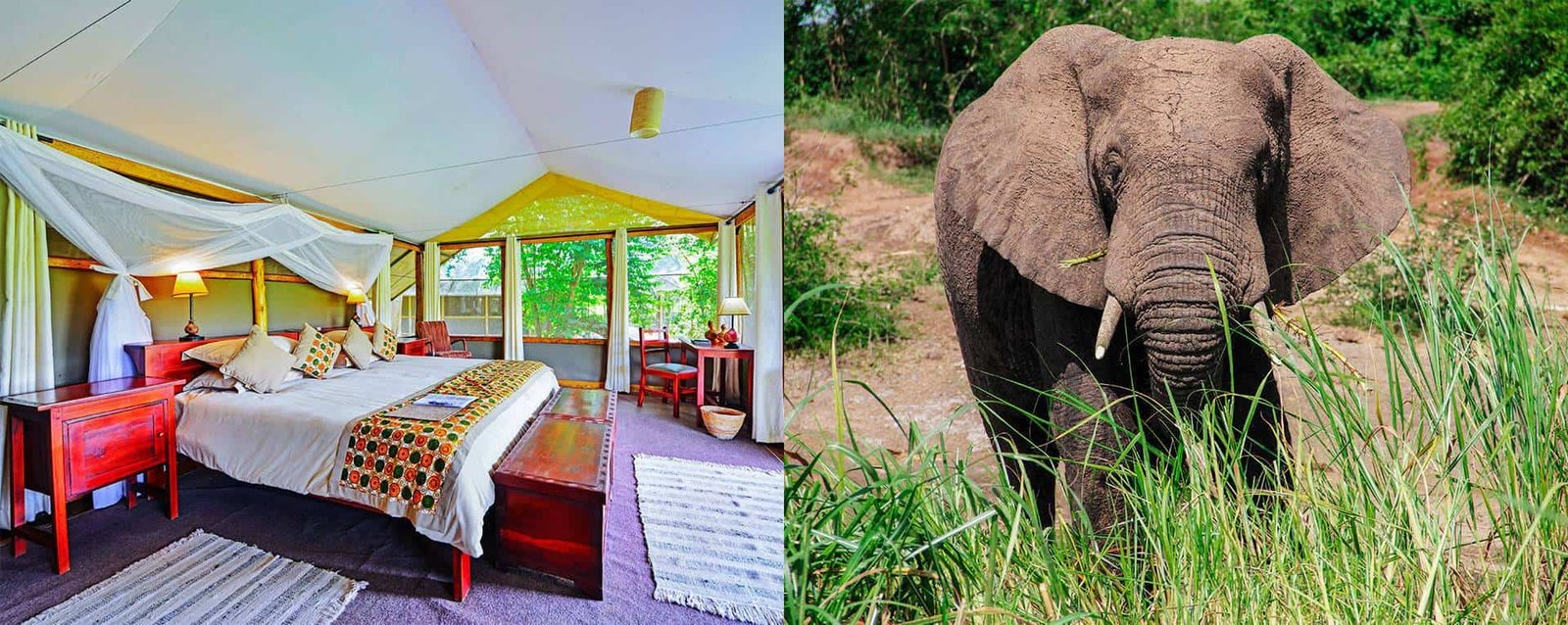 Ishasha Wilderness Camp Chimpanzee Experience