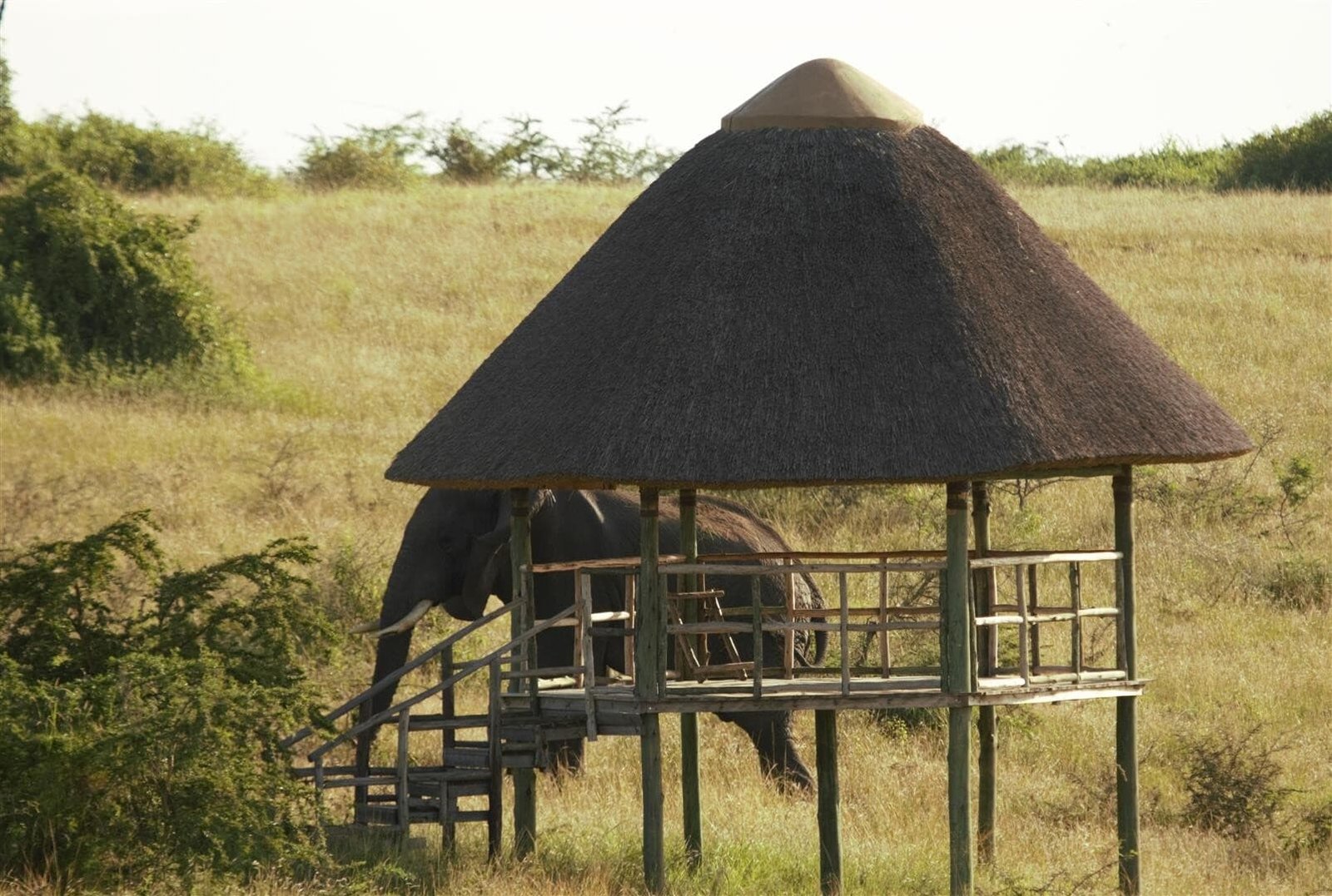 Kasenyi Safari Camp Cottage