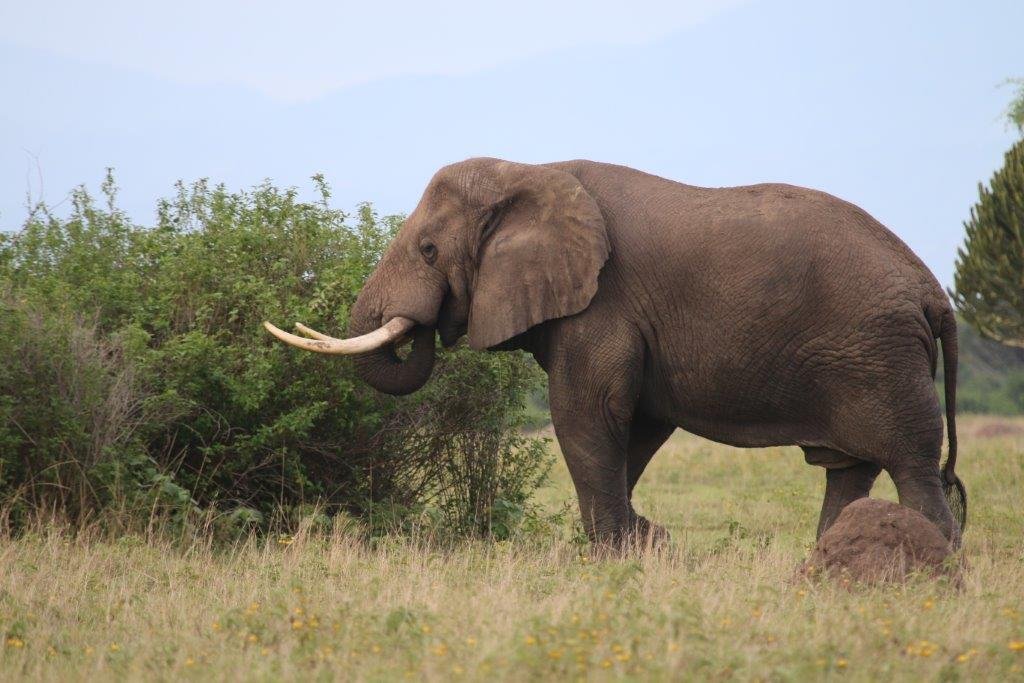 Kasenyi Safari Camp Elephant