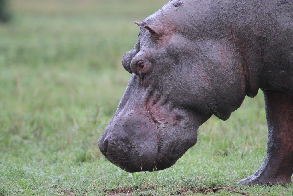 Kasenyi Safari Camp Life