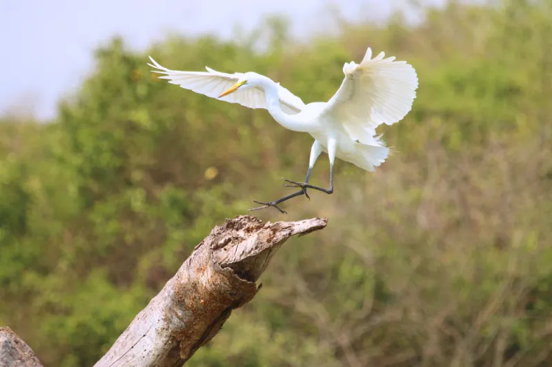 Birdwatching
