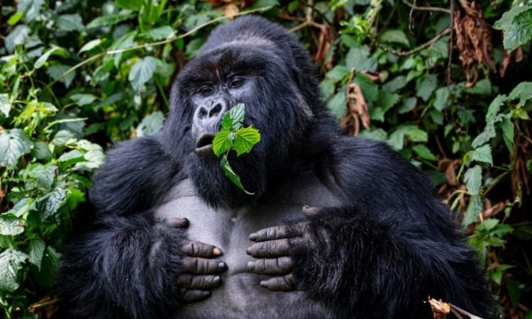 The Luxury Gorilla and Nile Safari Uganda provides travelers with unparalleled access to some of Africa’s most iconic wildlife. Guests embark on 