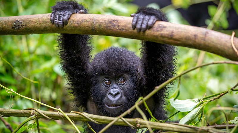 Luxury Gorilla Trekking in Buhoma Safari