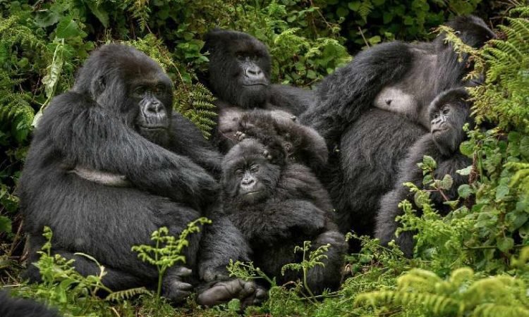 Luxury Gorilla Trekking in Buhoma