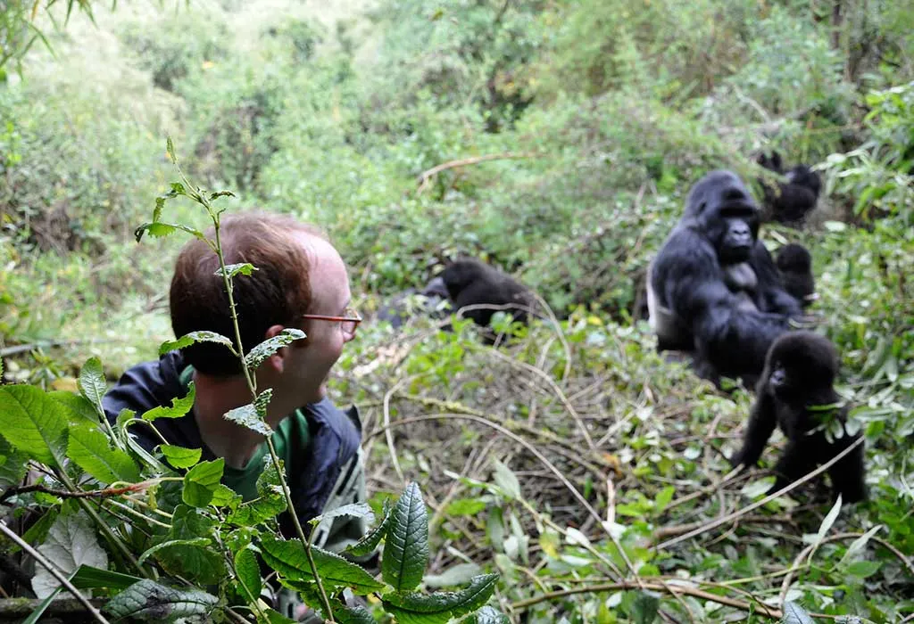 Luxury Gorilla Trekking in Kinigi Adventure