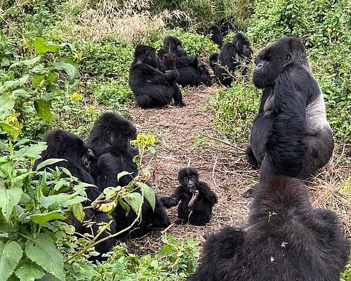 Best Luxury Gorilla Trekking in Kinigi