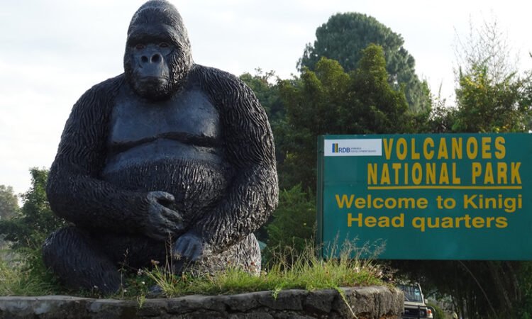 Luxury Gorilla Trekking in Kinigi Centre