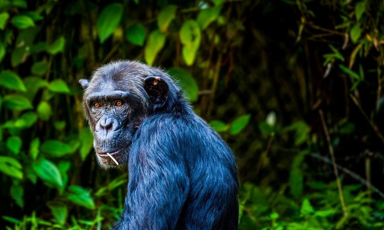 Golden monkey trekking offers exciting encounters with playful 