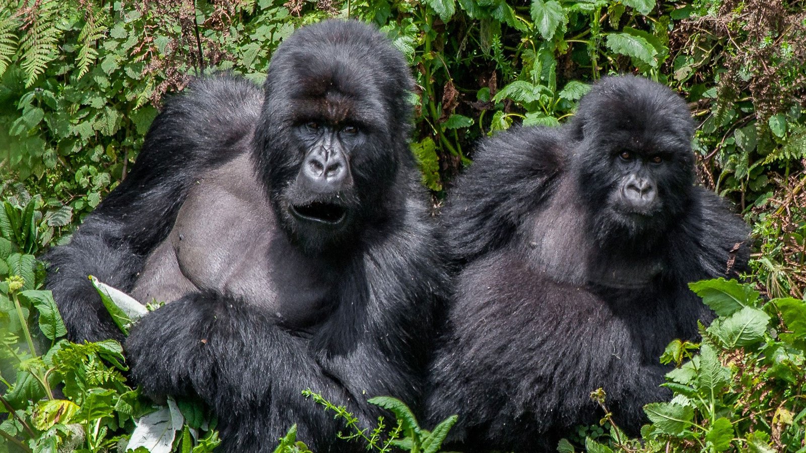 Trekking in Nkuringo begins with an early
