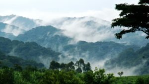 Luxury Gorilla Trekking in Ruhija Destination