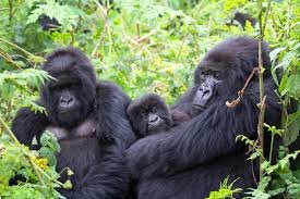 Luxury Gorilla Trekking in Ruhija Gorilla Experience
