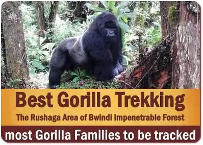 Luxury Gorilla Trekking in Rushaga