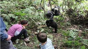 Luxury Gorilla Trekking in Rushaga