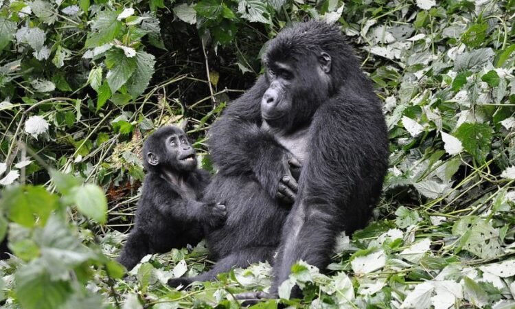 Korean Speaking Guides on Luxury Gorilla Trekking Safari in Rushaga Uganda