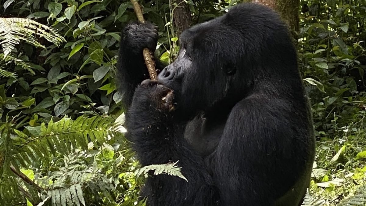 Luxury Gorilla Trekking in Rushaga begins with an early morning briefing at the park headquarters where experienced guides explain gorilla trekking rules, conservation practices, and trekking expectations before visitors enter the rainforest.Treks involve hiking through dense tropical vegetation, bamboo forests, mountain slopes, and scenic valleys while trackers 