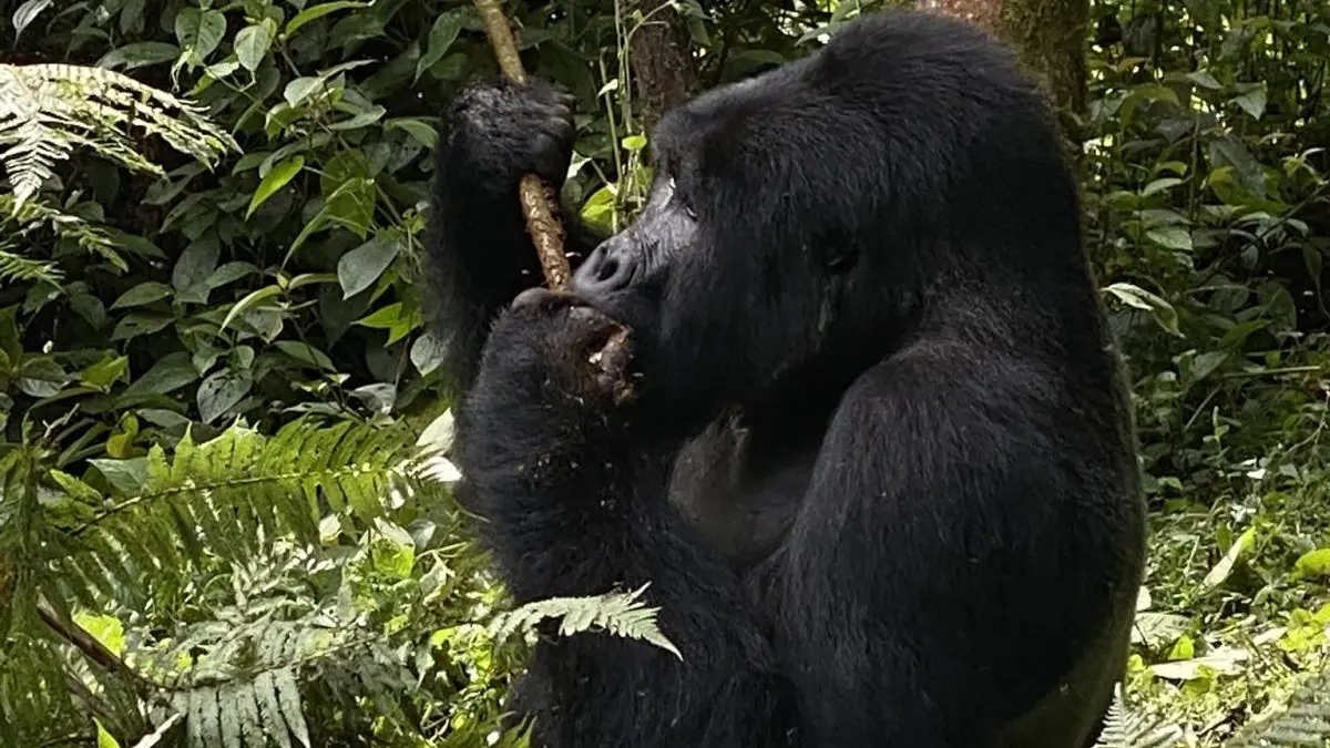Luxury Gorilla Trekking in Rushaga begins with an early morning briefing at the park headquarters where experienced guides explain gorilla trekking rules, conservation practices, and trekking expectations before visitors enter the rainforest.Treks involve hiking through dense tropical vegetation, bamboo forests, mountain slopes, and scenic valleys while trackers 
