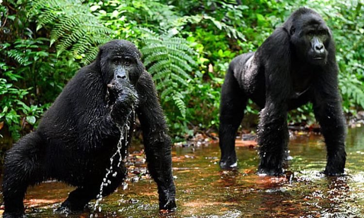 Luxury Gorilla Trekking Experience in Rushaga