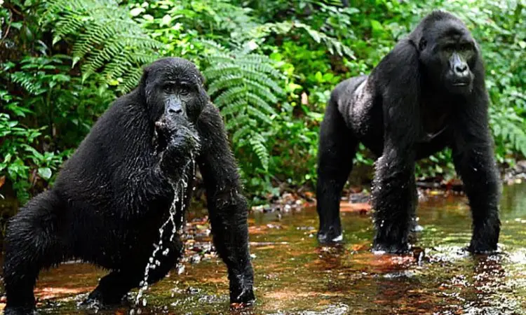 Luxury Gorilla Trekking Experience in Rushaga
