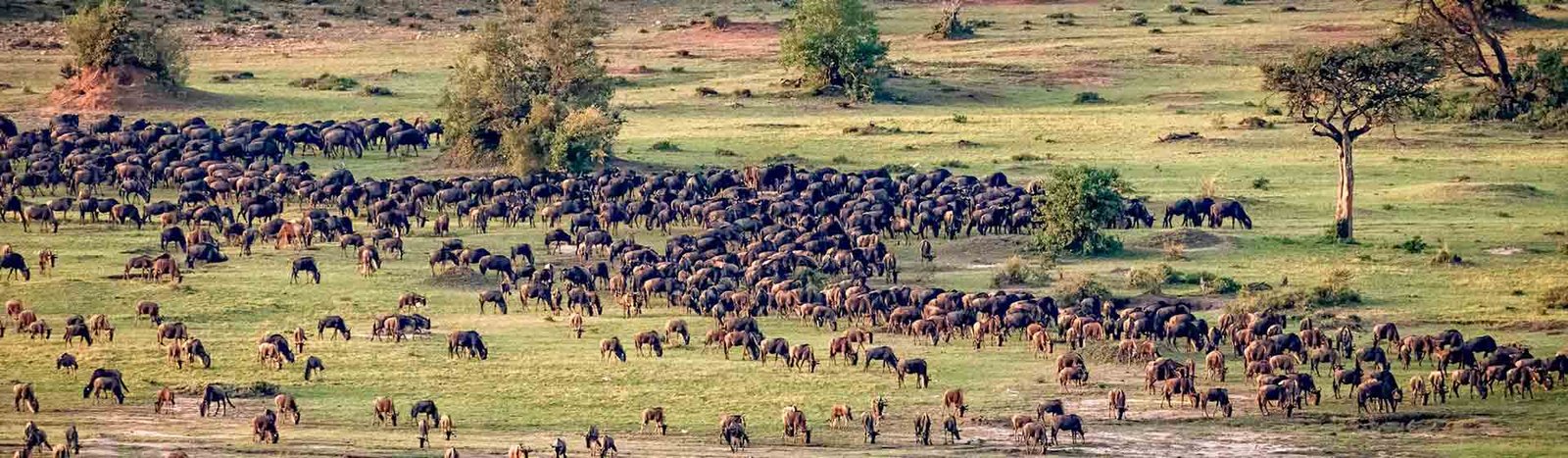 The best months to embark on a Luxury Gorilla and Great Migration Safari are June to September and December to February. During these dry periods, gorilla trekking trails in Uganda and Rwanda are more navigable and safer, allowing comfortable hikes through the rainforest. Visibility is also enhanced, making wildlife