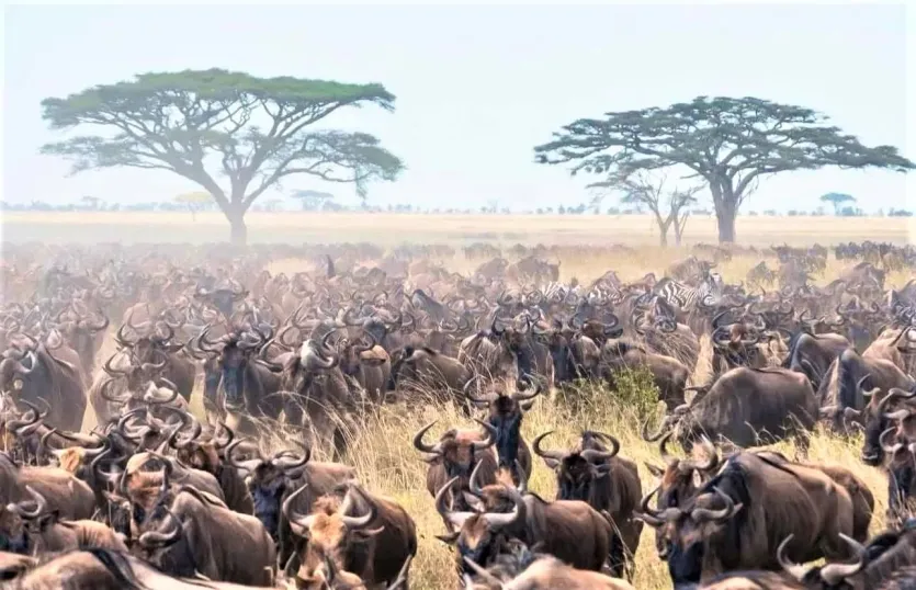 Luxury Gorilla and Great Migration Safari
