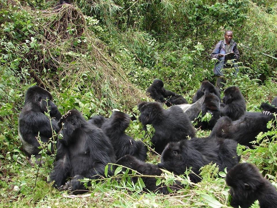 How much is a Rwanda Gorilla Permit for 2027
