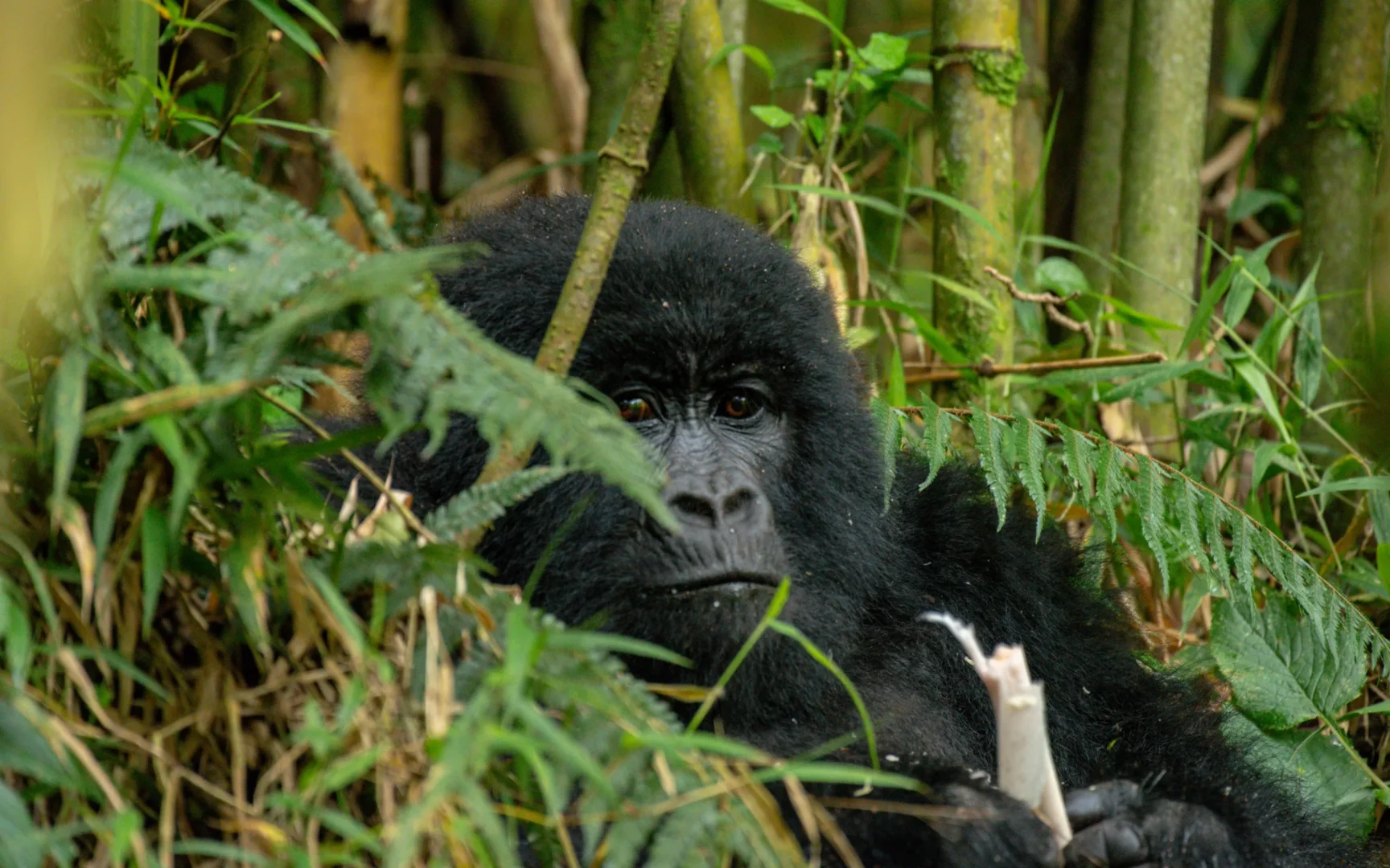 Luxury Gorilla and Serengeti Safari Bamboo