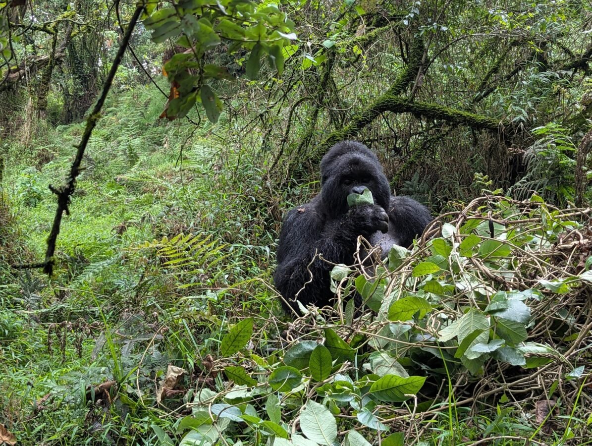 Luxury Gorilla and Serengeti Safari Guide