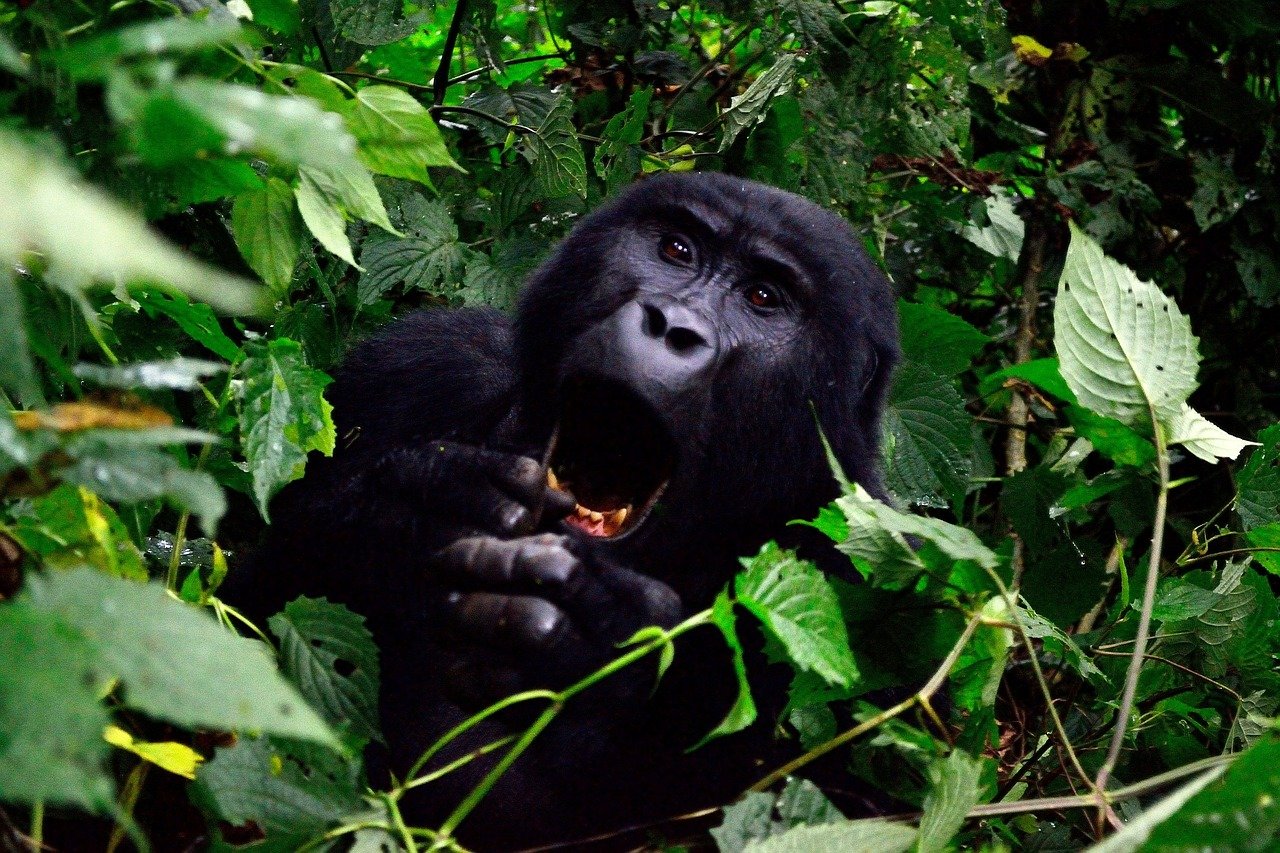 Luxury Gorilla and Serengeti Safari Honey
