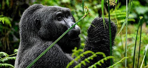 Luxury Gorilla and Serengeti Safari wildlife experience