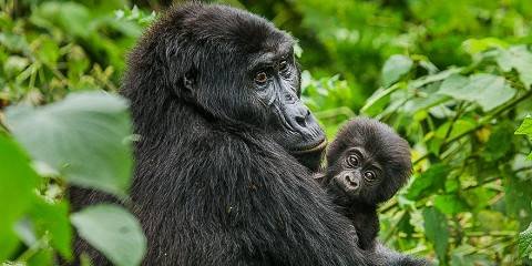 The Serengeti is the ultimate Big Five safari destination, featuring expansive savannahs, predator-