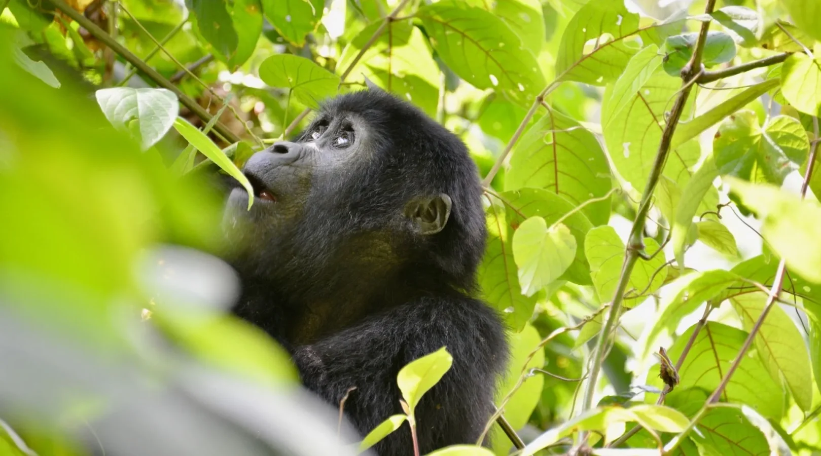 Luxury Gorilla and Serengeti Safari Vacation