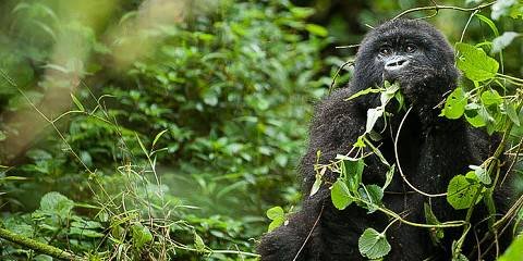 Polish Speaking Guides on Uganda and Rwanda Safari supporting gorilla trekking adventures in Uganda