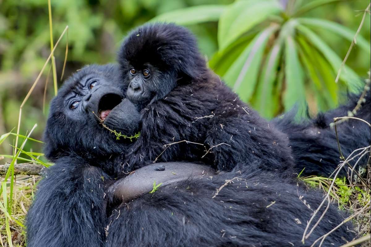 Most Expensive Gorilla Safari in Africa